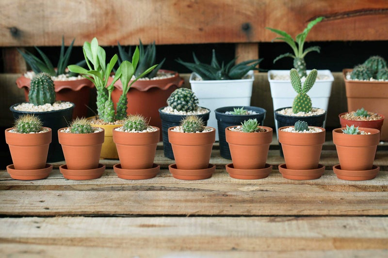 D'vine Dev Pack of 18 Terracotta Pots with Saucers, 3 Inches Terra Cotta Pots with Tray, Clay Pots for Plants & Succulents, Terracotta, 588-A-1-3 - Image 5